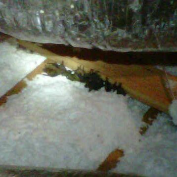 Bat guano in insulation