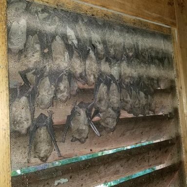 Bats Behind the Shutters